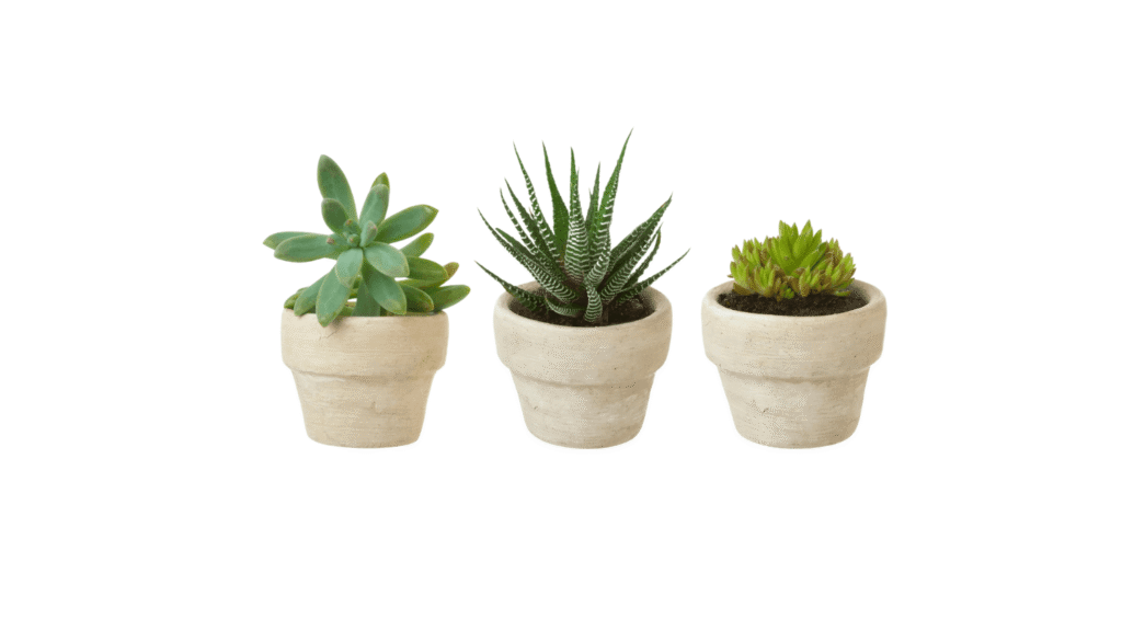 suculentas em vaso para varanda