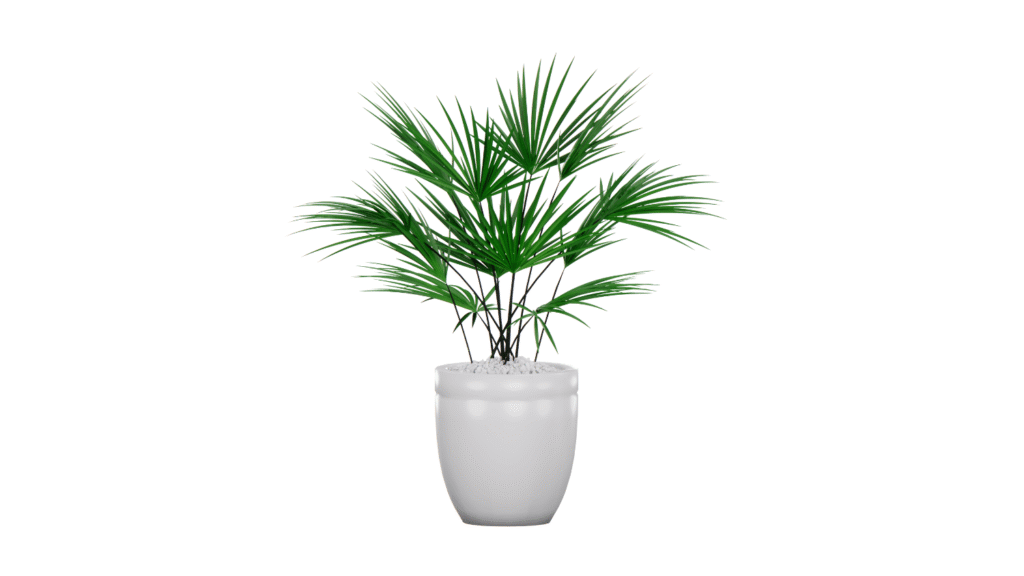 palmeira rafis para plantas de varanda