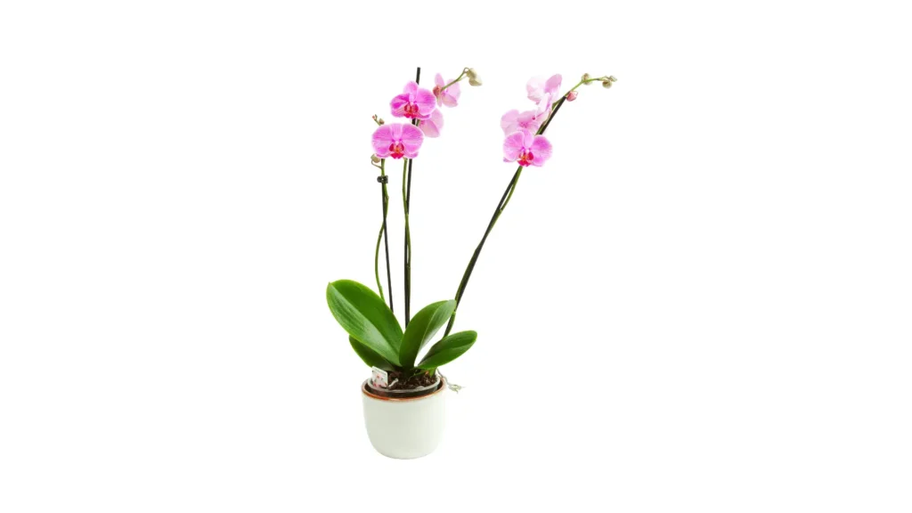 Orquídea Phalaenopsis com duas hastes longas repletas de flores rosa-pink e botões fechados, plantada em um pequeno vaso de cerâmica branca