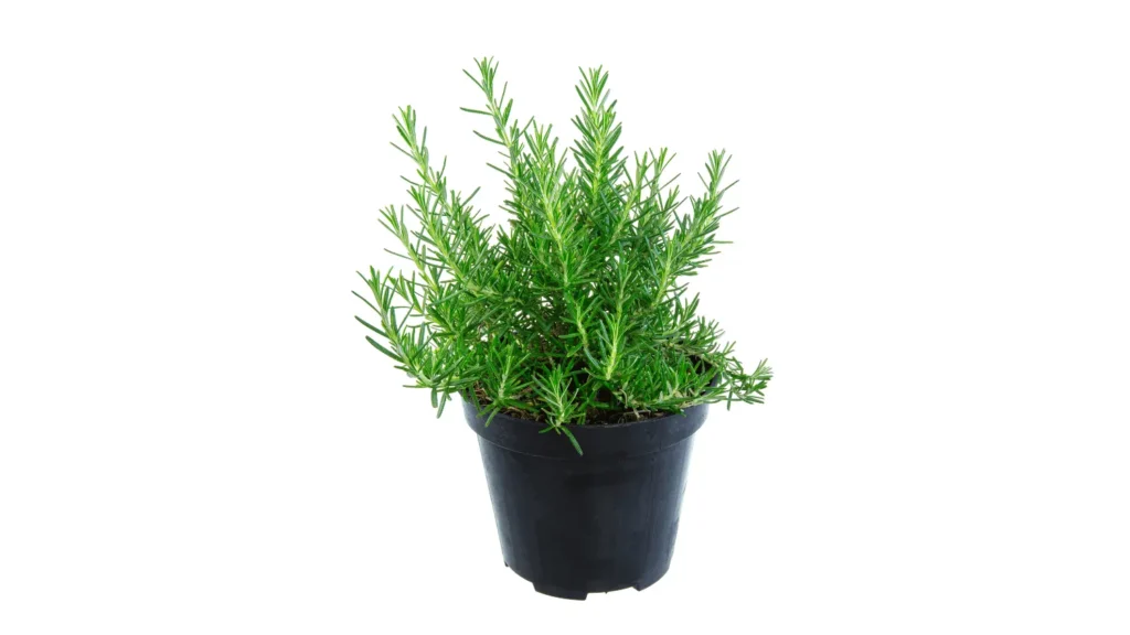 Arbusto de alecrim verde e denso plantado em um vaso plástico preto simples, isolado contra um fundo totalmente branco.