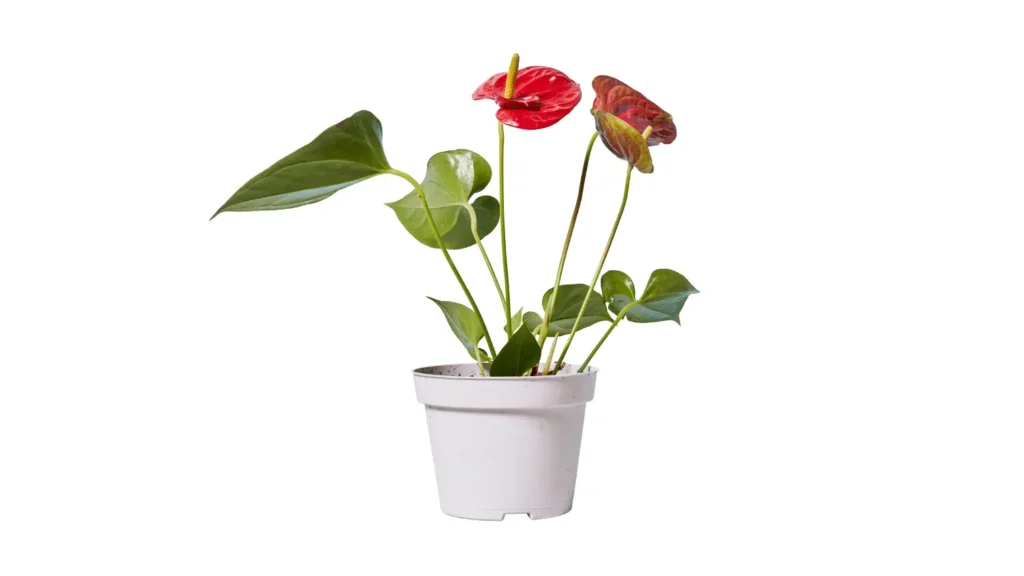 Planta antúrio com duas flores vermelhas brilhantes, espádices amarelos e folhas verdes cordiformes em um vaso plástico branco