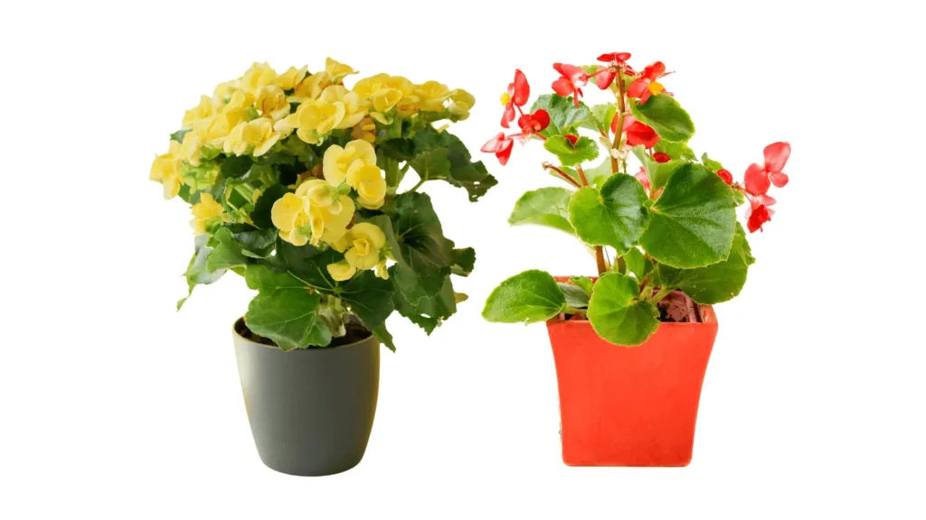 Dois vasos de begônia lado a lado: um cinza com flores amarelas e outro vermelho com flores vermelhas e folhas verdes redondas.