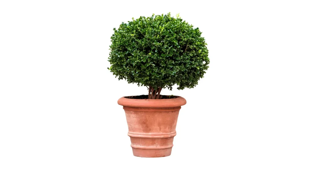 Arbusto de buxinho podado em formato perfeitamente esférico, plantado em um vaso de cerâmica terracota de estilo clássico