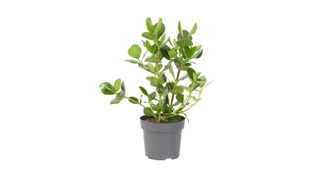 Planta clúsia pequena com folhas verdes ovais, rígidas e brilhantes, cultivada em um vaso plástico cilíndrico de cor cinza escuro