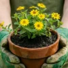 Mãos com luvas de jardim sujas de terra seguram um vaso de barro com flores amarelas em terra preta.