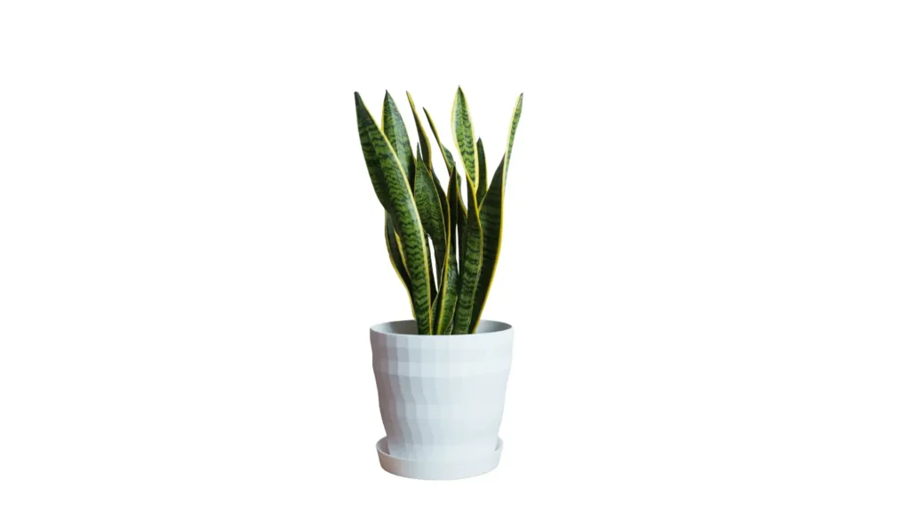 Planta espada-de-são-jorge com folhas verticais longas, rígidas, verdes e com bordas amarelas, em um vaso cilíndrico branco minimalista.