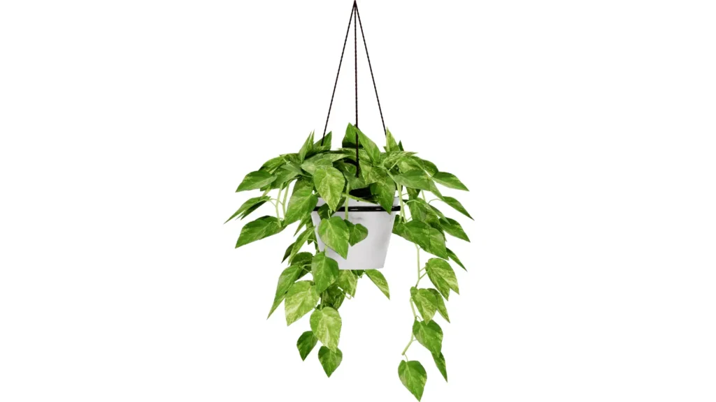 Planta jiboia pendente com folhas verdes em formato de coração e manchas claras, cultivada em um vaso marrom suspenso por cordas finas.
