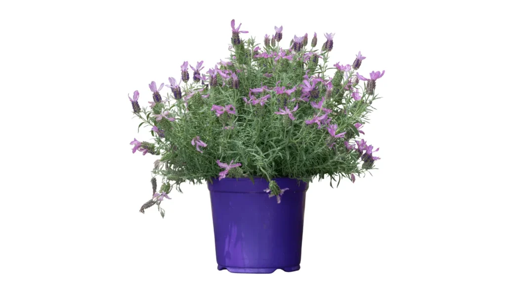 Planta lavanda com pequenas flores roxas e hastes alongadas, plantada em um vaso de cimento cinza de estilo rústico contemporâneo.