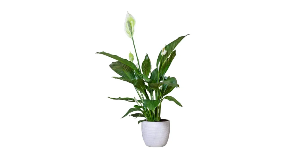 Planta lírio-da-paz com folhas verdes escuras brilhantes e uma flor branca ereta, cultivada em um vaso de cerâmica cinza fosco.