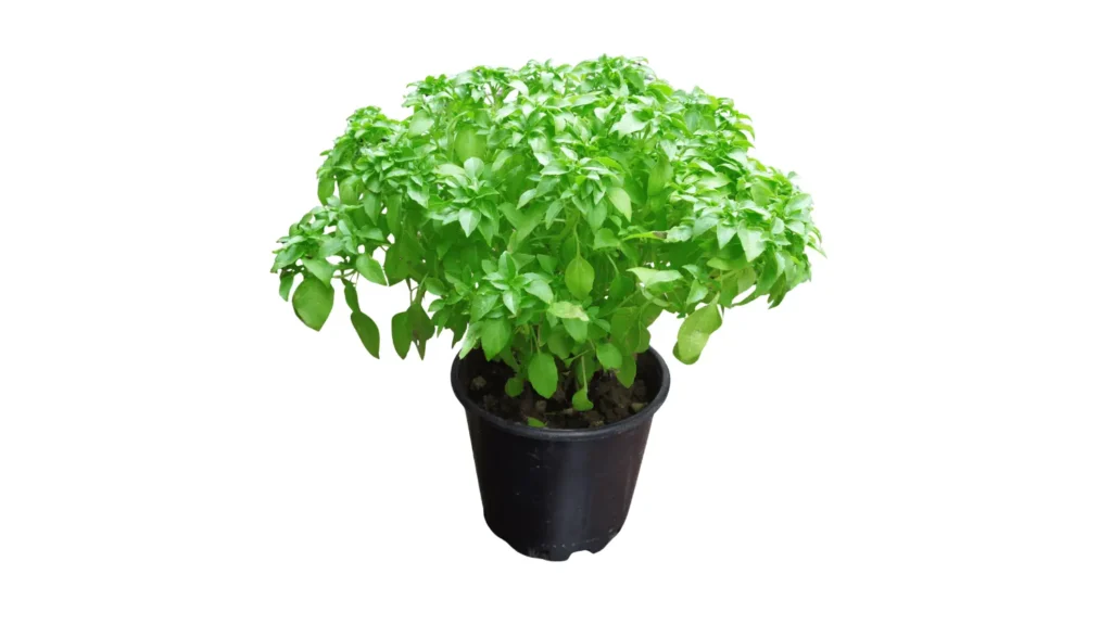 Arbusto de manjericão verde e viçoso com folhas ovais, cultivado em um pequeno vaso de cerâmica terracota tradicional, fundo branco.