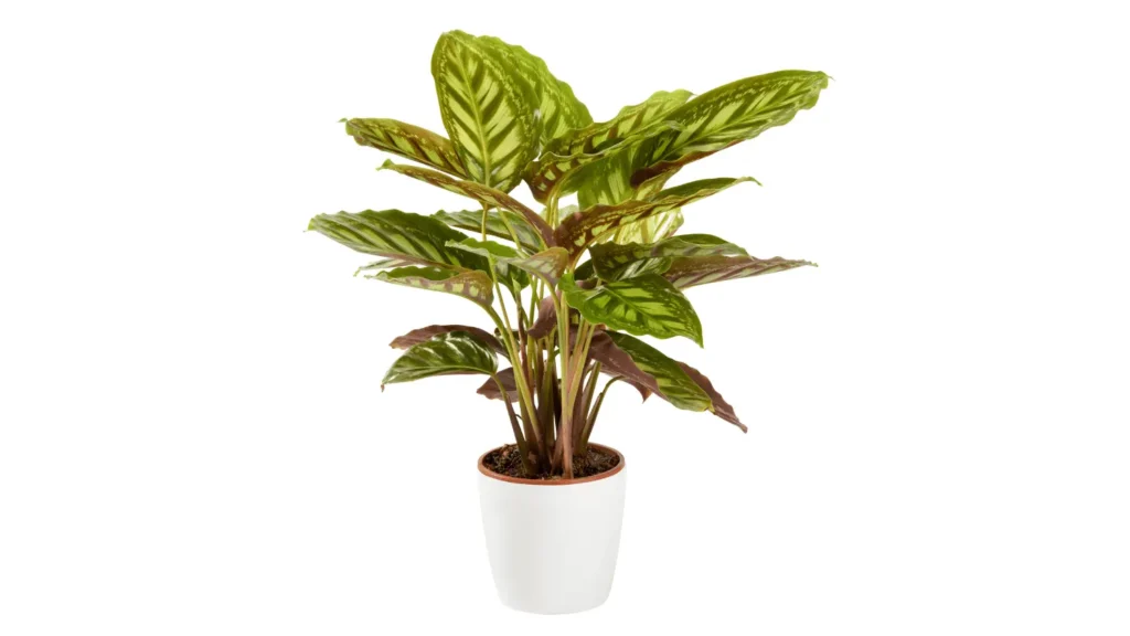 Planta maranta com folhas grandes e ovais de padrão listrado verde-claro e escuro, cultivada em um vaso cilíndrico branco com fundo isolado.