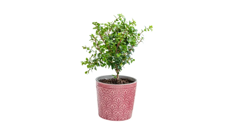 Pequeno arbusto de murta com folhas verdes miúdas e ramos finos, plantado em um vaso de cerâmica rosa decorado com relevos geométricos