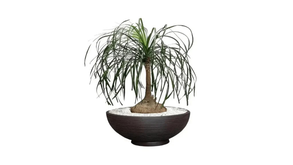 Planta pata-de-elefante com tronco marrom espesso e folhas longas e caídas, cultivada em um vaso largo preto com pedriscos brancos na base.