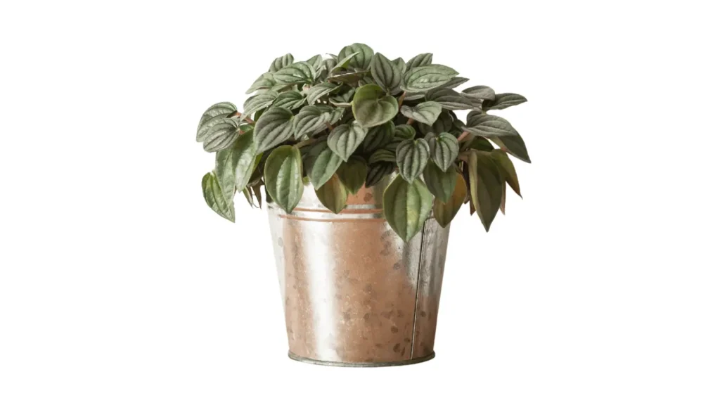 Vaso de peperômia-melancia com folhas redondas, verdes e com listras prateadas características, plantada em um cachepô metálico prateado.