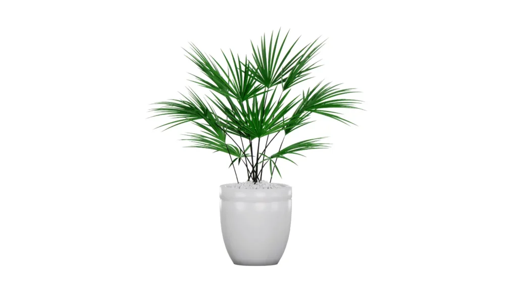 Palmeira ráfis pequena com folhas verdes em formato de leque, plantada em um vaso arredondado branco com pedriscos claros, fundo branco.