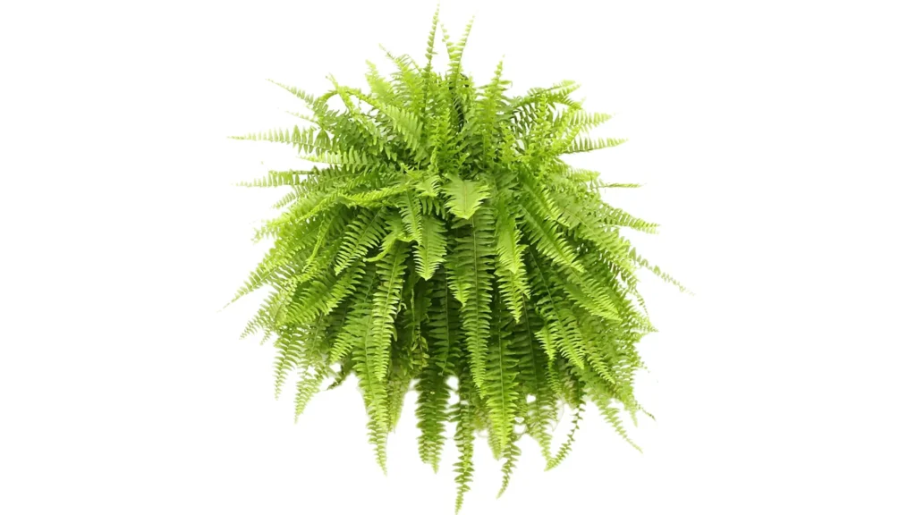 Planta samambaia volumosa com folhas verdes longas, densas e pendentes, formando uma estrutura circular isolada contra um fundo branco.