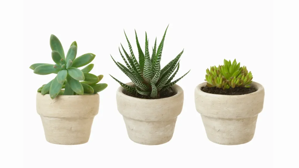 Três pequenos vasos de cerâmica bege alinhados com diferentes tipos de suculentas verdes, incluindo uma mini jiboia e haworthia, fundo branco.