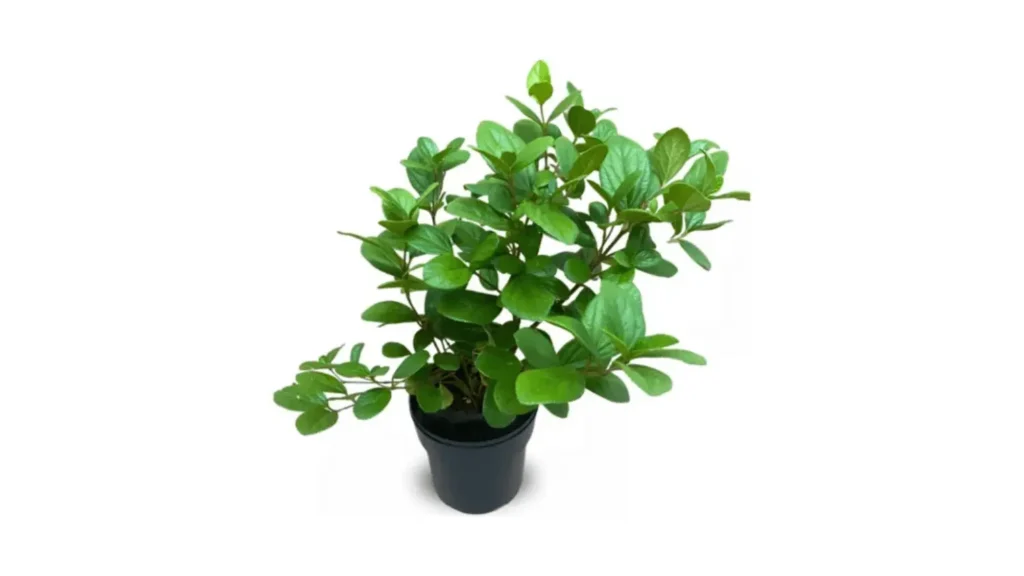 Pequeno arbusto de viburno com folhas verdes ovais e brilhantes, plantado em um vaso plástico cilíndrico preto, isolado em fundo branco.