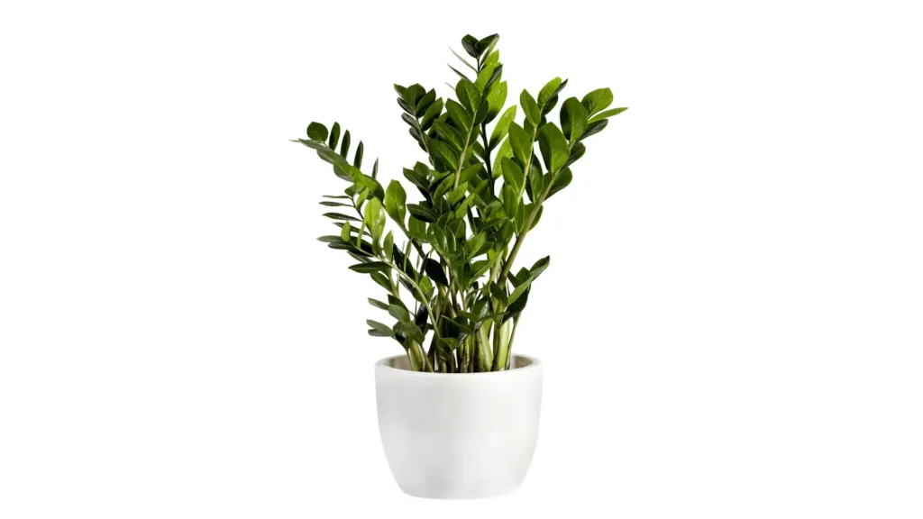 Planta zamioculca com ramos verticais e folhas verdes escuras, cerosas e brilhantes, cultivada em um vaso arredondado branco, fundo branco.